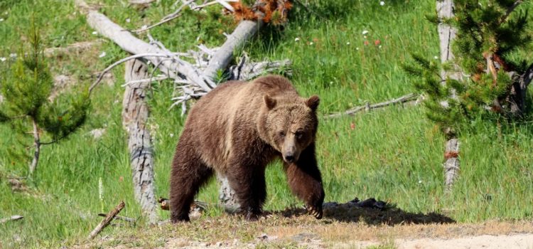 Black Bear Hunter tue un grizzly en charge avec son fusil à 5 mètres Black Bear Hunter tue un grizzly en charge avec son fusil à 5 mètres