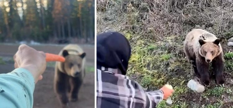 Ces deux crétins se sont filmés en train de nourrir à la main un grizzly sauvage
