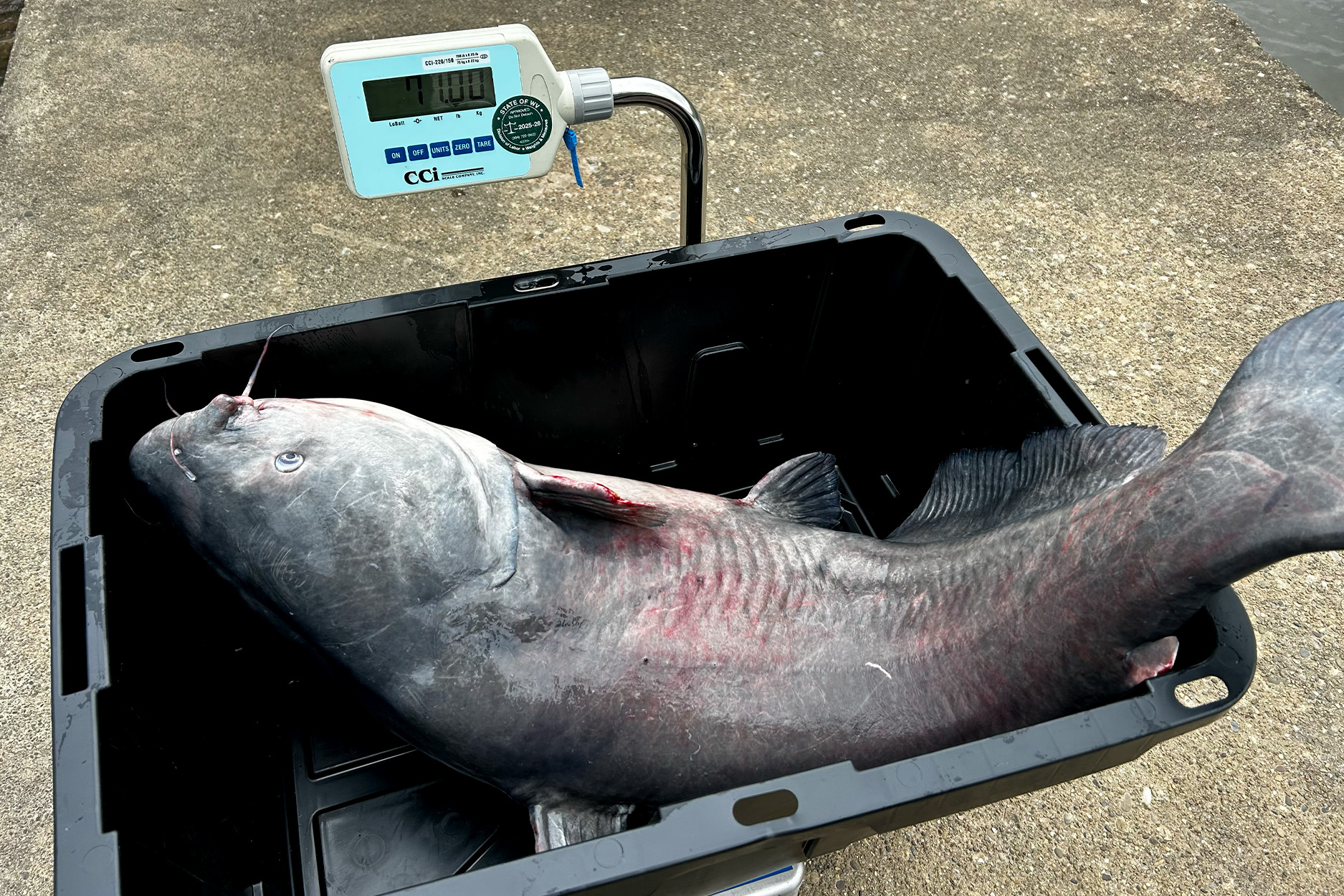[Titre du site] Un pêcheur de tournoi pèse un poisson-chat record en Virginie occidentale