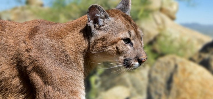 Le Texas pourrait bientôt exiger des chasseurs qu'ils déclarent les récoltes de pumas
