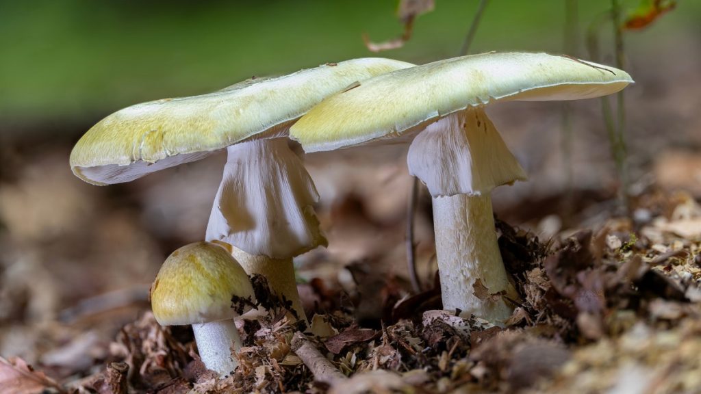 Les autorités supplient les Californiens d'arrêter de cueillir des champignons sauvages au milieu d'un nombre record d'empoisonnements