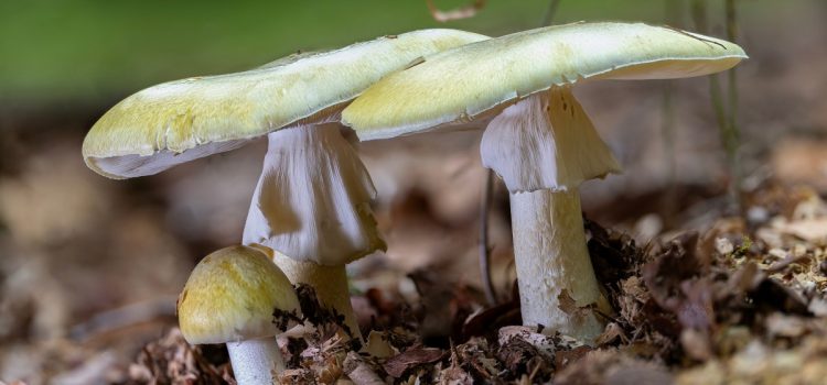 Les autorités supplient les Californiens d'arrêter de cueillir des champignons sauvages au milieu d'un nombre record d'empoisonnements
