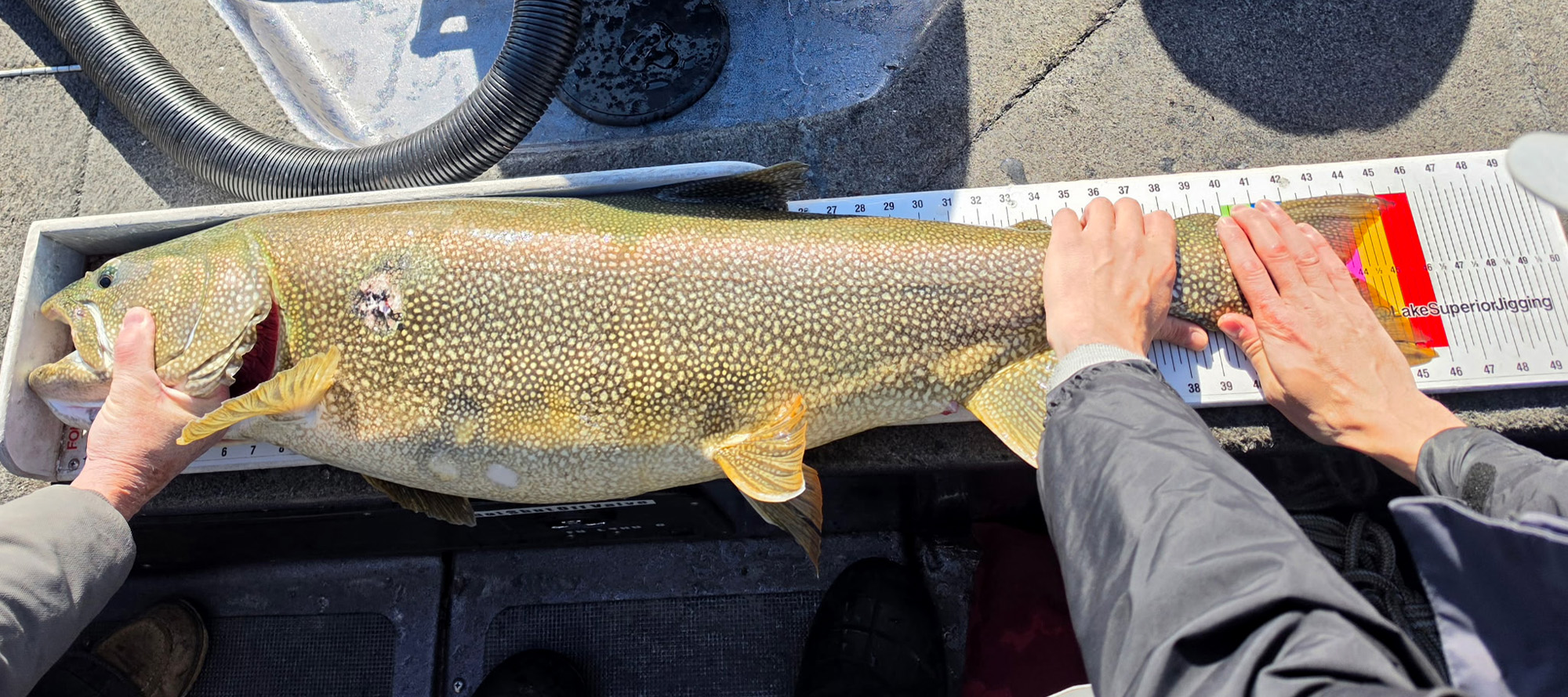 [Titre du site] Ce guide sur le lac Supérieur a contribué à battre le record du touladi du Minnesota quatre fois de suite