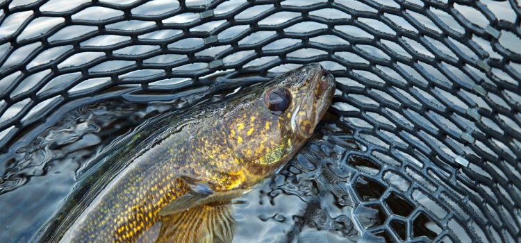 Les habitants du Minnesota récoltent 80 millions de livres de poisson, soit plus du double de l’estimation du MNR. Le sonar orienté vers l’avant a-t-il conduit à une surexploitation ? Les habitants du Minnesota récoltent 80 millions de livres de poisson, soit plus du double de l'estimation du MNR. Le sonar orienté vers l’avant a-t-il conduit à une surexploitation ?