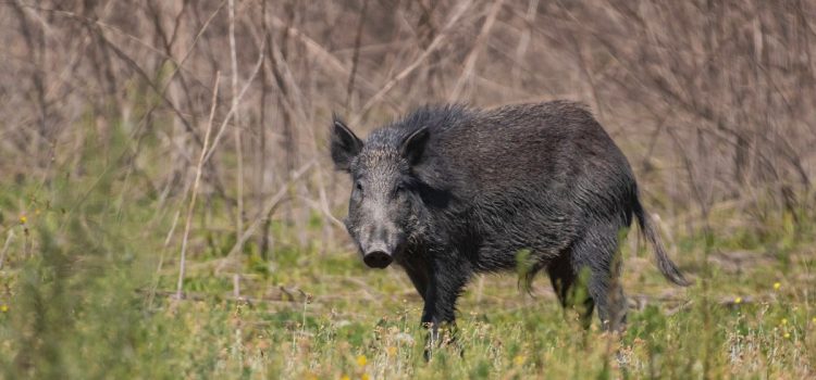 Les porcs sauvages peuvent propager la MDC. Alors pourquoi ces États les transportent-ils et les importent-ils encore ? Les porcs sauvages peuvent propager la MDC. Alors pourquoi ces États les transportent-ils et les importent-ils encore ?