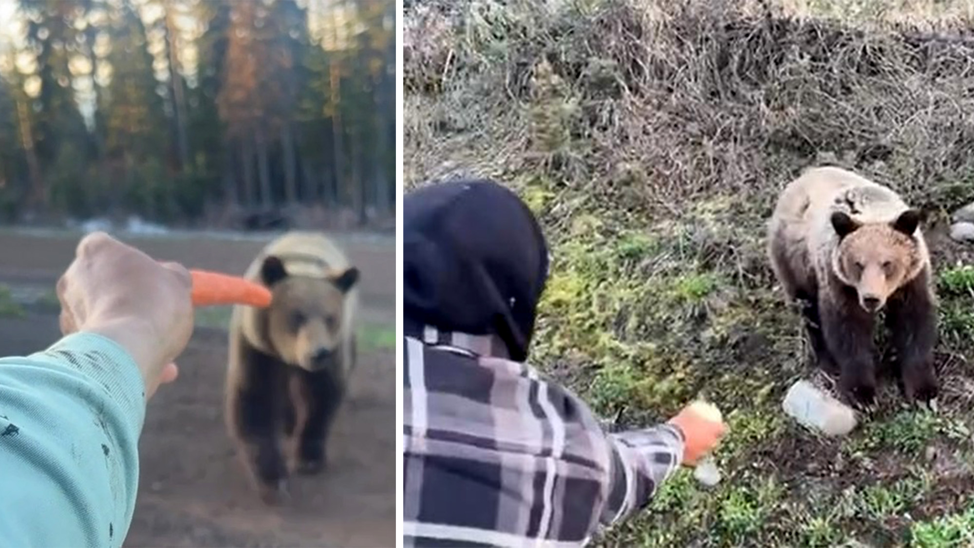 [Titre du site] Ces deux crétins se sont filmés en train de nourrir à la main un grizzly sauvage
