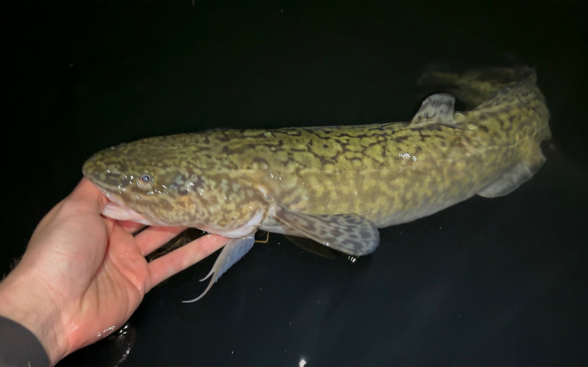 [Titre du site] Idaho Angler vient de battre le record d'État pour ce poisson «sous-estimé»