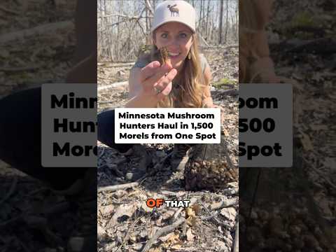 [Titre du site] Les chasseurs de champignons du Minnesota transportent 1 500 morilles à partir d’un seul endroit