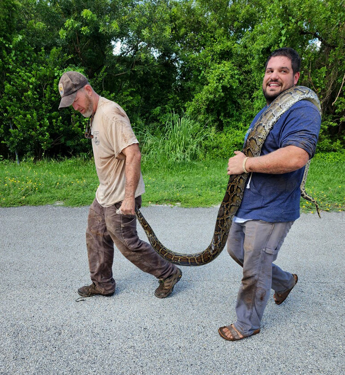 [Titre du site] Pour cibler les pythons, des chercheurs de Floride suivent des opossums par GPS et attendent qu'ils soient mangés