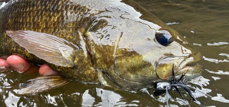 Pourquoi l'achigan à petite bouche est l'un des poissons les plus problématiques du pays
