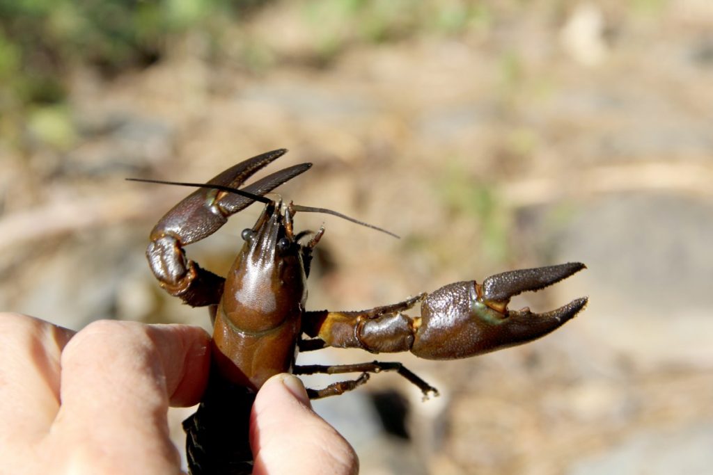 Attrapez ces 6 espèces d'appâts vivants pour débarquer plus de poissons cet été