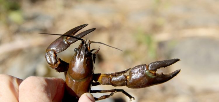 Attrapez ces 6 espèces d’appâts vivants pour débarquer plus de poissons cet été Attrapez ces 6 espèces d'appâts vivants pour débarquer plus de poissons cet été