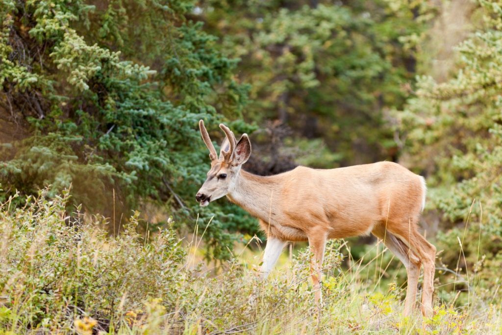 Un chasseur a tué un cerf mulet en Alaska ce printemps. C'est à la fois une bonne et une mauvaise nouvelle