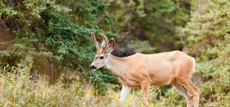 Un chasseur a tué un cerf mulet en Alaska ce printemps. C’est à la fois une bonne et une mauvaise nouvelle Un chasseur a tué un cerf mulet en Alaska ce printemps. C'est à la fois une bonne et une mauvaise nouvelle