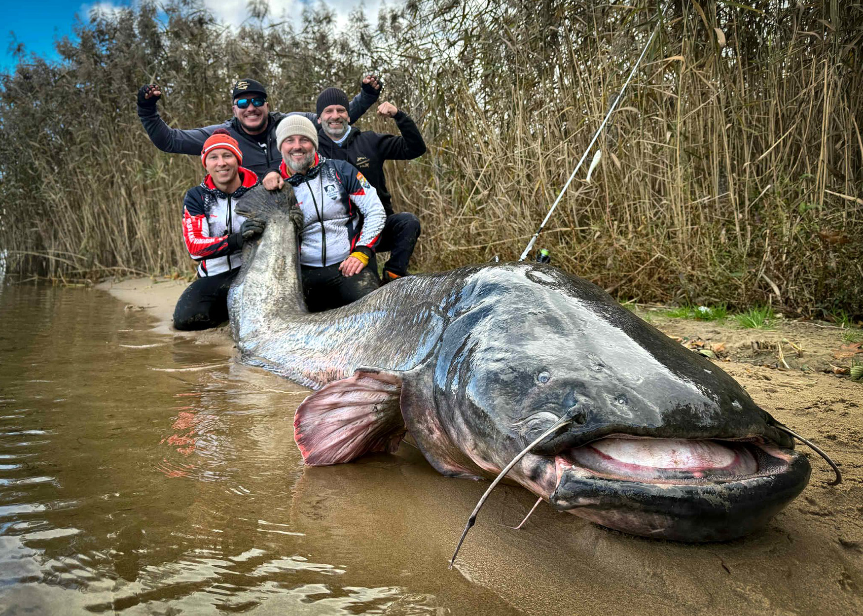 [Titre du site] Ce sont les plus gros poissons-chats nord-américains de tous les temps