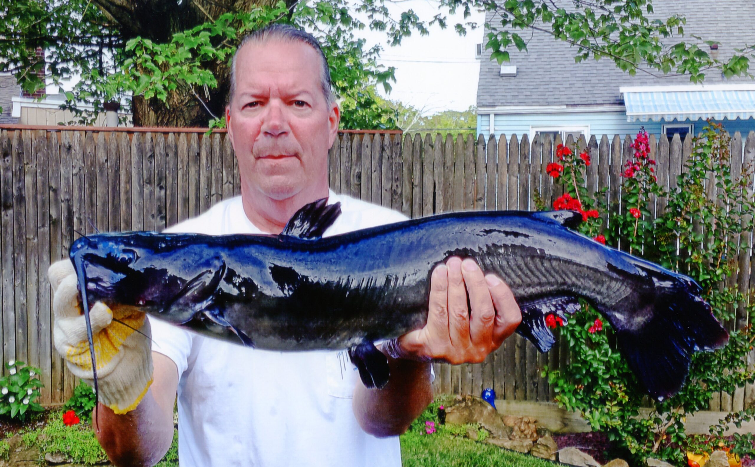 [Titre du site] Ce sont les plus gros poissons-chats nord-américains de tous les temps