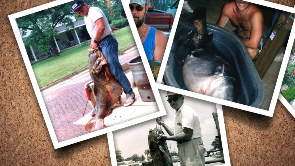 Ce sont les plus gros poissons-chats nord-américains de tous les temps