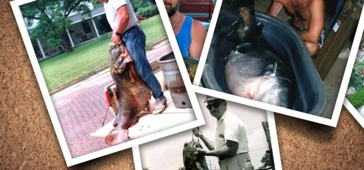 Ce sont les plus gros poissons-chats nord-américains de tous les temps Ce sont les plus gros poissons-chats nord-américains de tous les temps