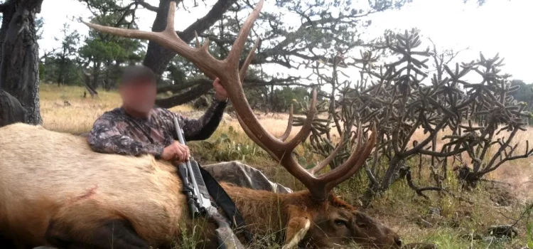 Des guides de chasse du Nouveau-Mexique accusés d’avoir vendu des étiquettes d’élan à des étrangers Des guides de chasse du Nouveau-Mexique accusés d'avoir vendu des étiquettes d'élan à des étrangers