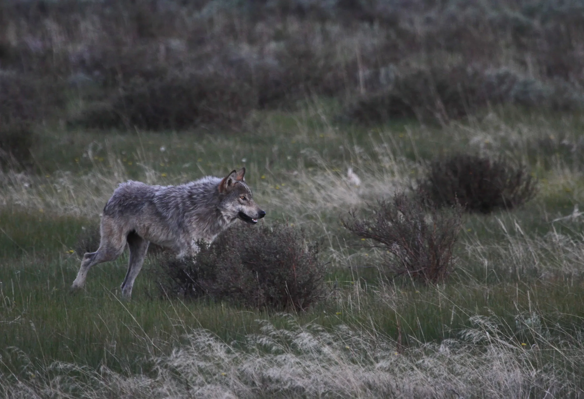 [Titre du site] Les loups du Wyoming sont peut-être plus gros, mais cela ne veut pas dire qu'ils sont des « super-loups »
