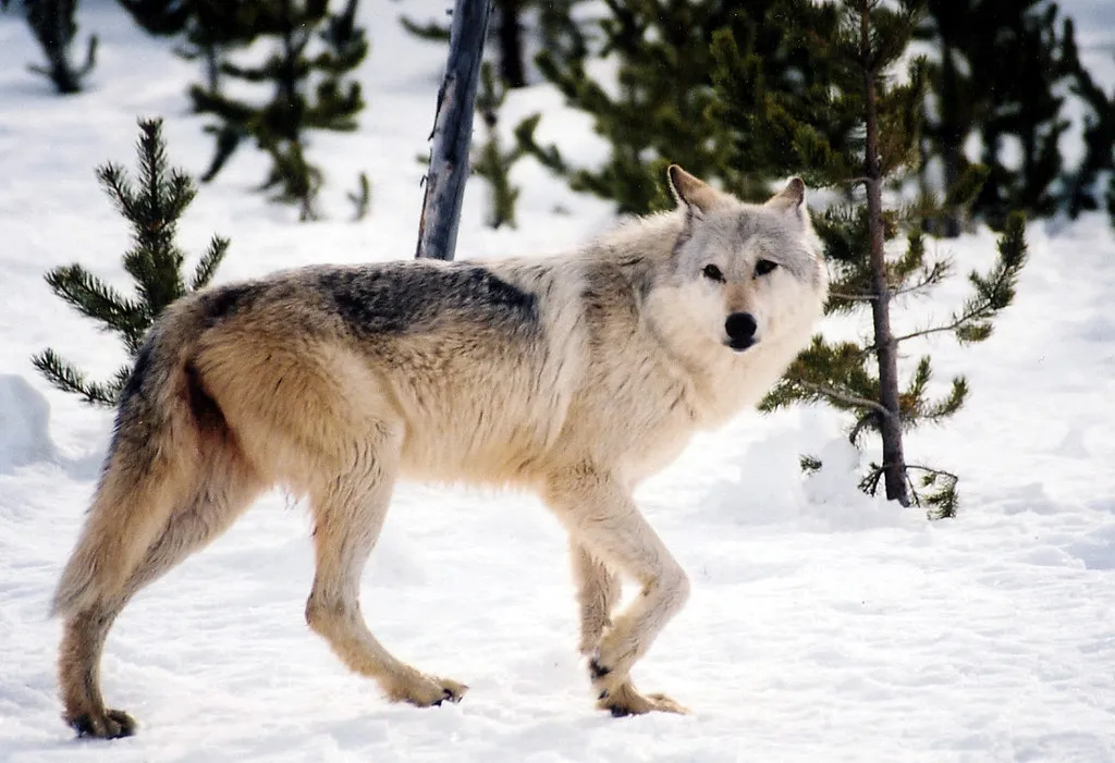 [Titre du site] Les loups du Wyoming sont peut-être plus gros, mais cela ne veut pas dire qu'ils sont des « super-loups »