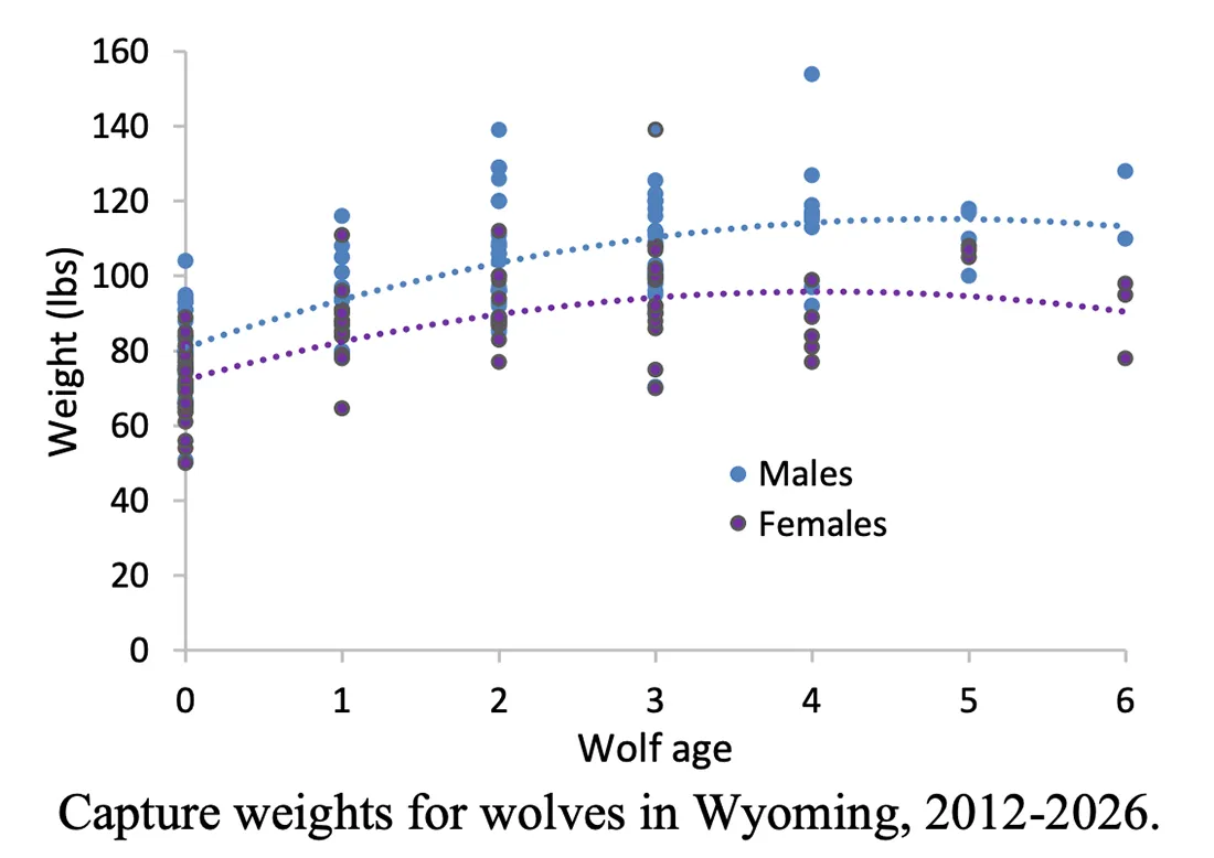 [Titre du site] Les loups du Wyoming sont peut-être plus gros, mais cela ne veut pas dire qu'ils sont des « super-loups »