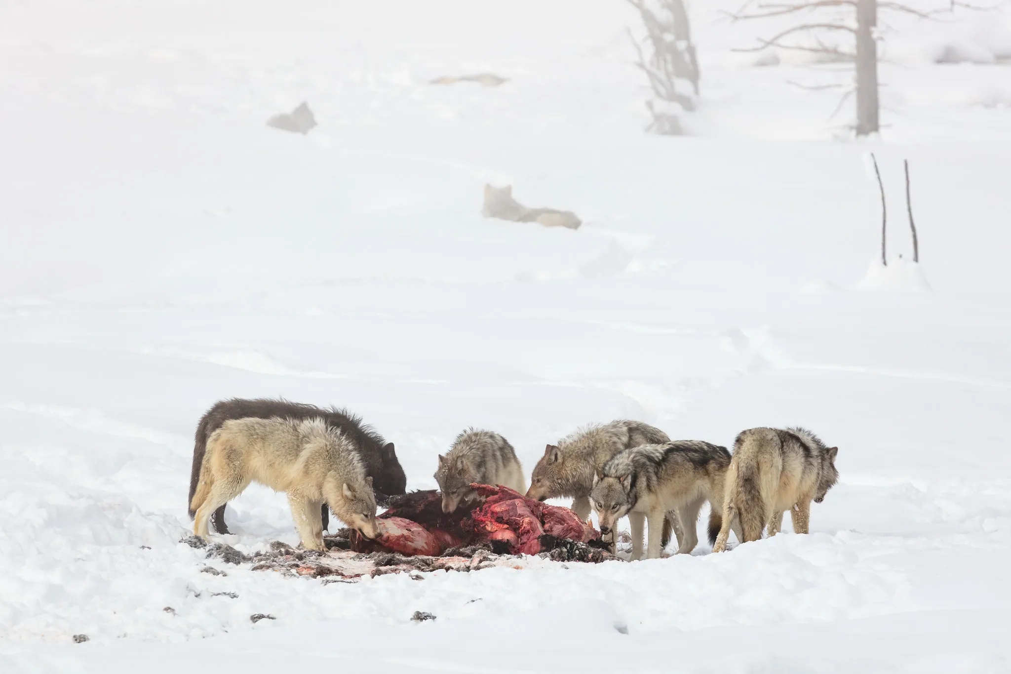 [Titre du site] Les loups du Wyoming sont peut-être plus gros, mais cela ne veut pas dire qu'ils sont des « super-loups »