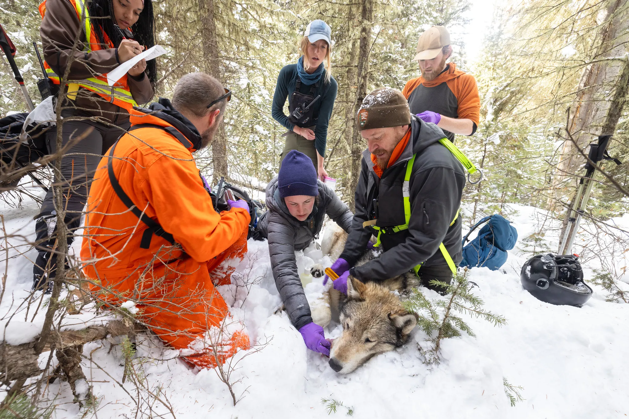 [Titre du site] Les loups du Wyoming sont peut-être plus gros, mais cela ne veut pas dire qu'ils sont des « super-loups »