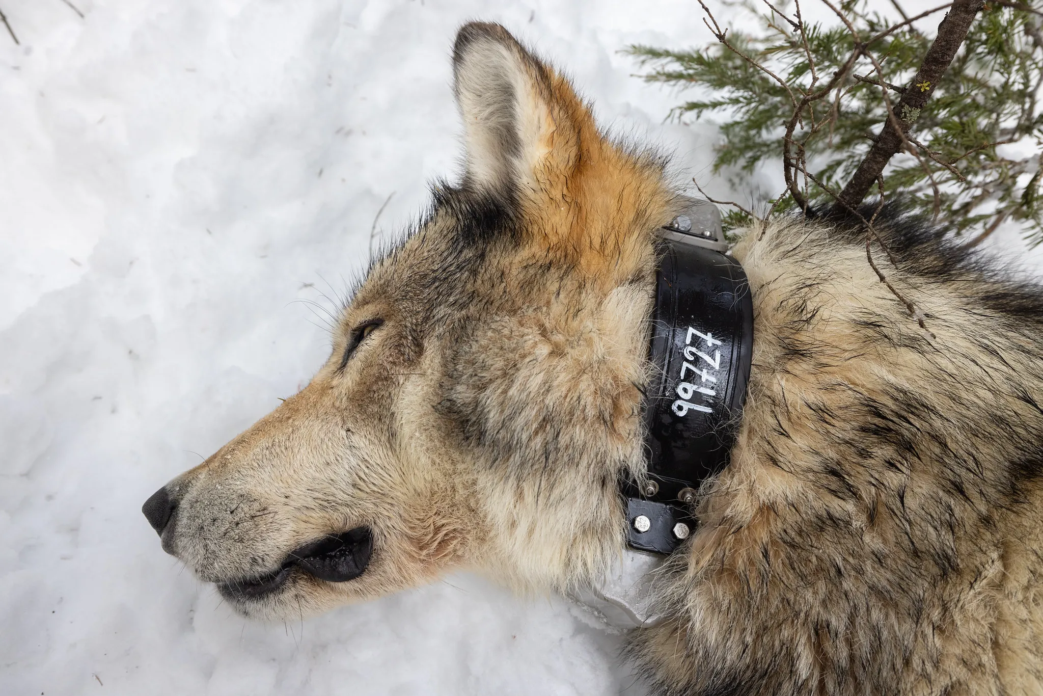 [Titre du site] Les loups du Wyoming sont peut-être plus gros, mais cela ne veut pas dire qu'ils sont des « super-loups »