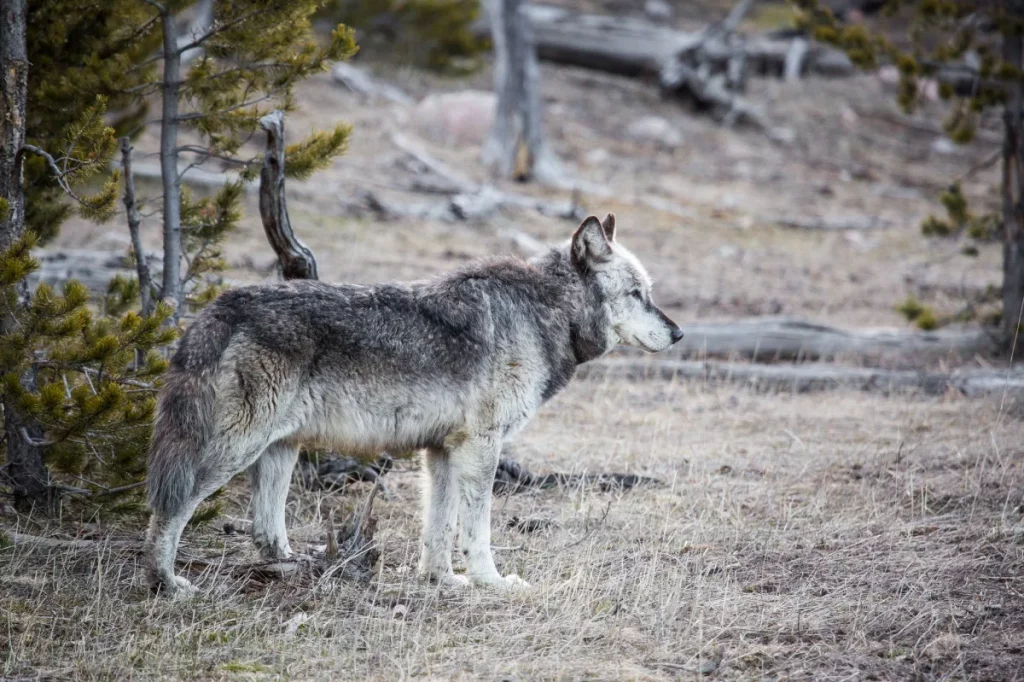 Les loups du Wyoming sont peut-être plus gros, mais cela ne veut pas dire qu'ils sont des « super-loups »