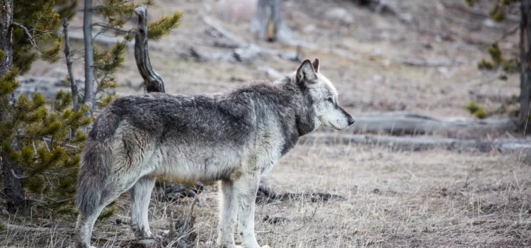 Les loups du Wyoming sont peut-être plus gros, mais cela ne veut pas dire qu’ils sont des « super-loups » Les loups du Wyoming sont peut-être plus gros, mais cela ne veut pas dire qu'ils sont des « super-loups »