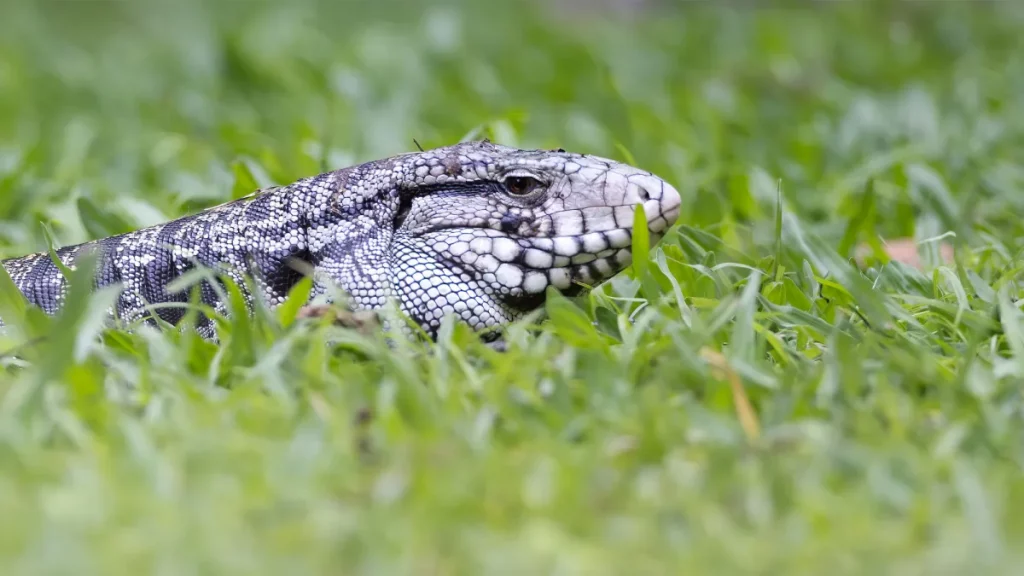 Des lézards envahissants de la taille d'un chien se propagent en Géorgie, préviennent les responsables