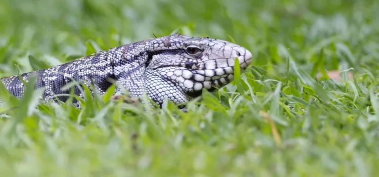 Des lézards envahissants de la taille d'un chien se propagent en Géorgie, préviennent les responsables
