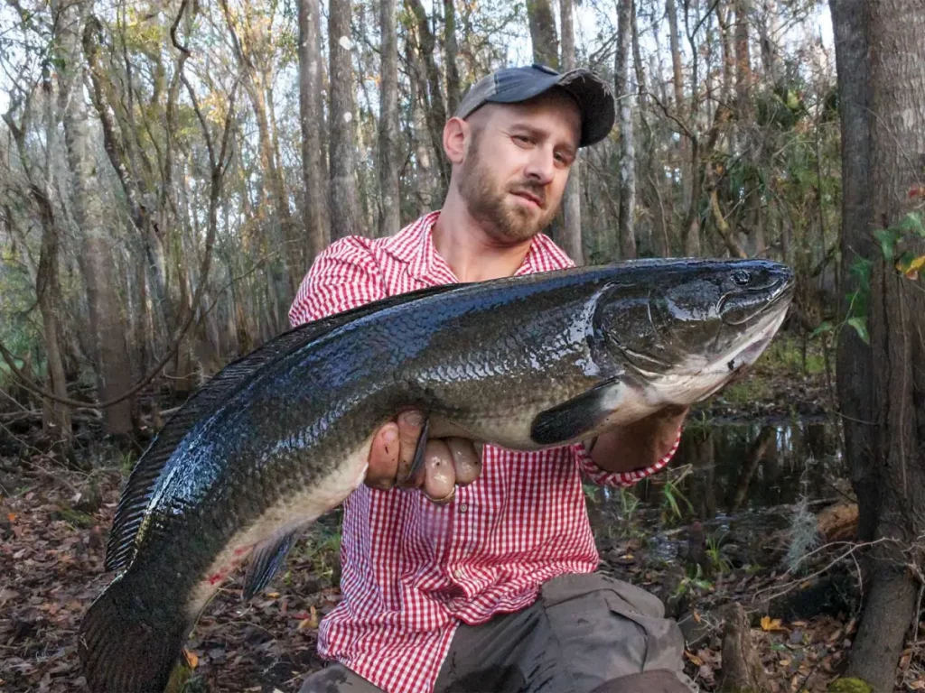 Comment attraper des Bowfins Feisty dans les rivières et les systèmes de marée