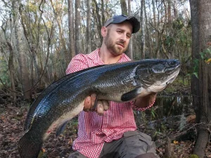 Comment attraper des Bowfins Feisty dans les rivières et les systèmes de marée