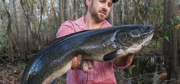 Comment attraper des Bowfins Feisty dans les rivières et les systèmes de marée
