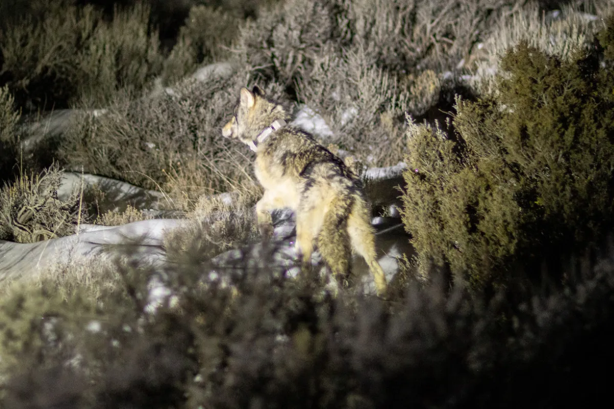 [Titre du site] Les opposants de Colorado Wolf affirment maintenant que la proposition 114 n'a jamais été adoptée, invoquant une fraude électorale en appel à l'USFWS
