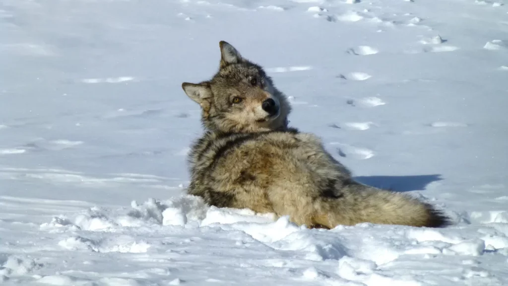 Les opposants de Colorado Wolf affirment maintenant que la proposition 114 n'a jamais été adoptée, invoquant une fraude électorale en appel à l'USFWS