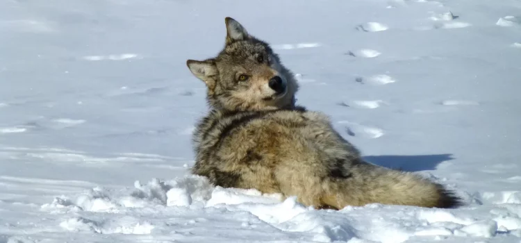 Les opposants de Colorado Wolf affirment maintenant que la proposition 114 n'a jamais été adoptée, invoquant une fraude électorale en appel à l'USFWS
