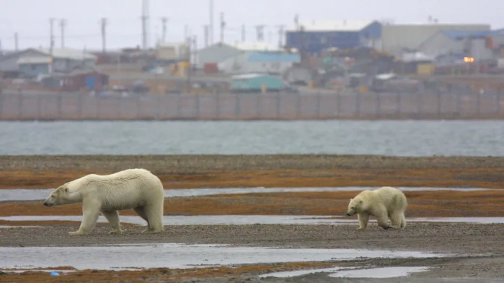 Les développeurs de Bear-dar affirment que la nouvelle technologie d'IA aide déjà à prévenir les conflits liés aux ours polaires dans l'Arctique