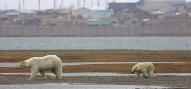 Les développeurs de Bear-dar affirment que la nouvelle technologie d'IA aide déjà à prévenir les conflits liés aux ours polaires dans l'Arctique
