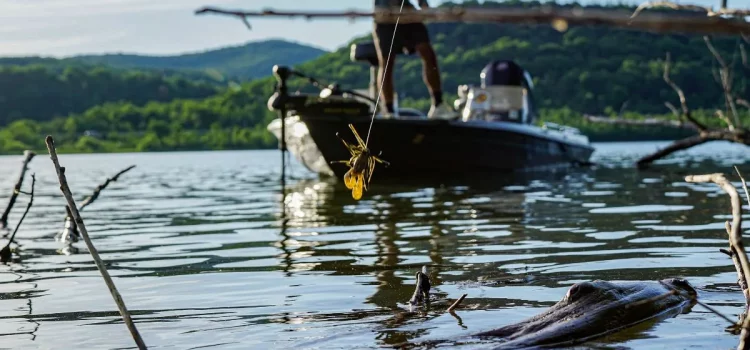 Comment pêcher le bar géant et le panfish
