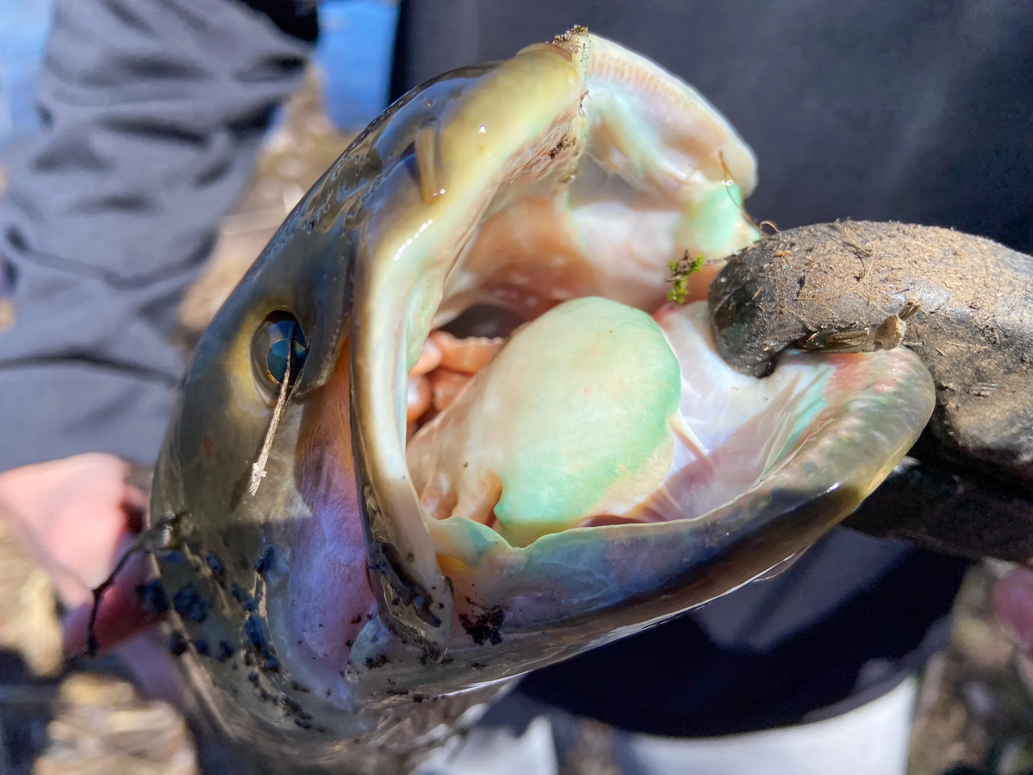 [Titre du site] Les 5 poissons les plus difficiles à accrocher