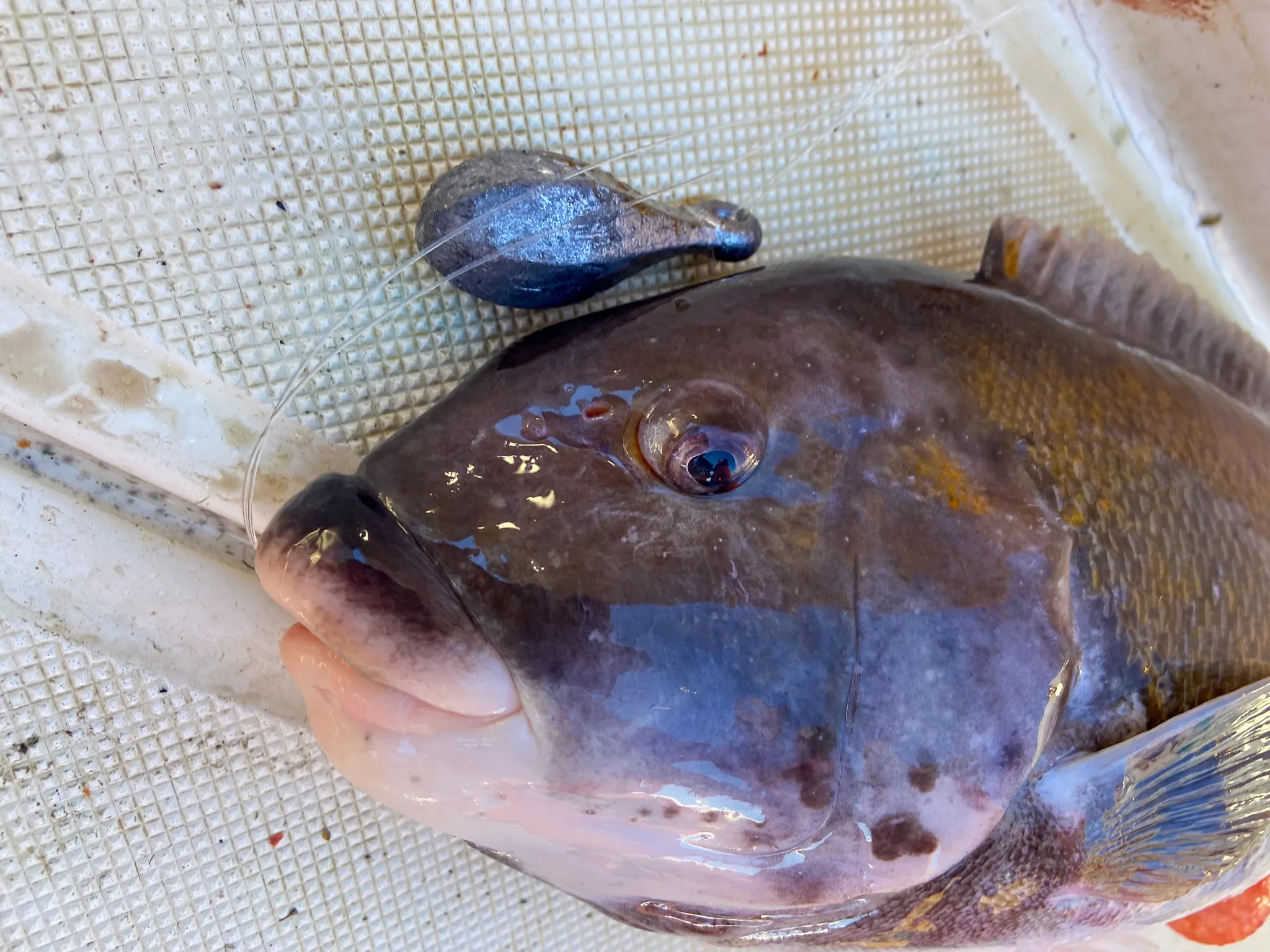 [Titre du site] Les 5 poissons les plus difficiles à accrocher