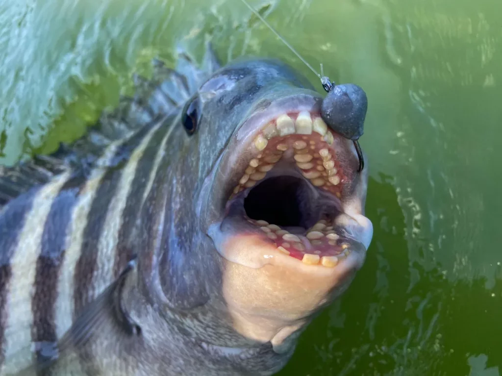 Les 5 poissons les plus difficiles à accrocher