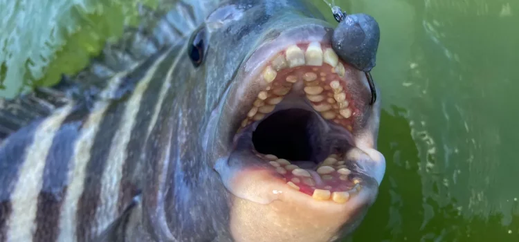 Les 5 poissons les plus difficiles à accrocher
