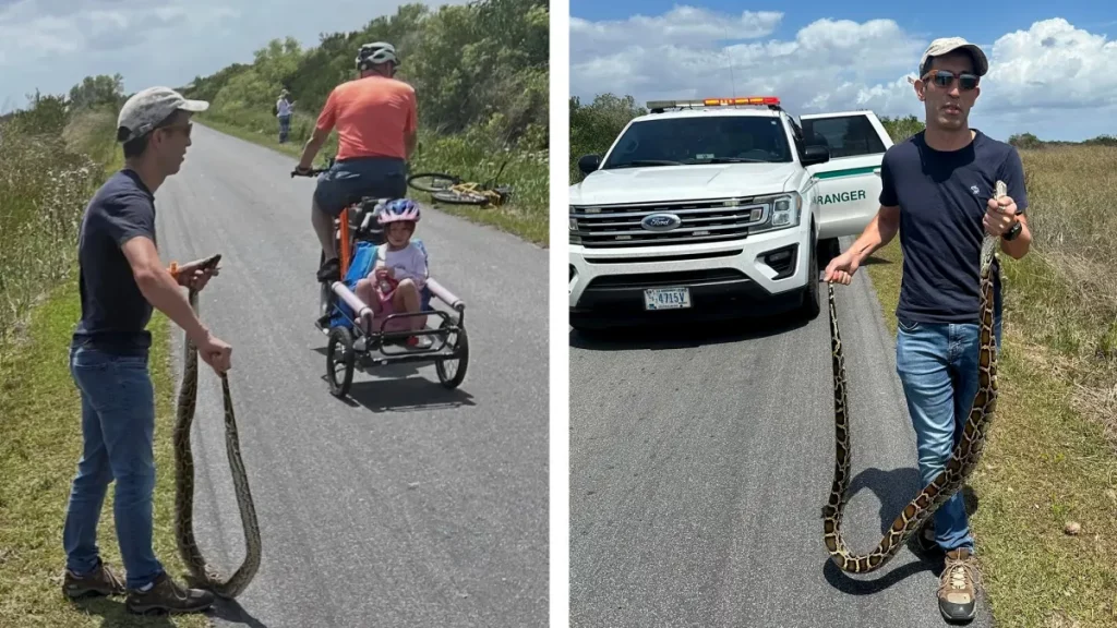 La Floride veut désespérément éradiquer ses pythons. Alors pourquoi cet homme a-t-il été condamné à une amende pour en avoir retiré un ?