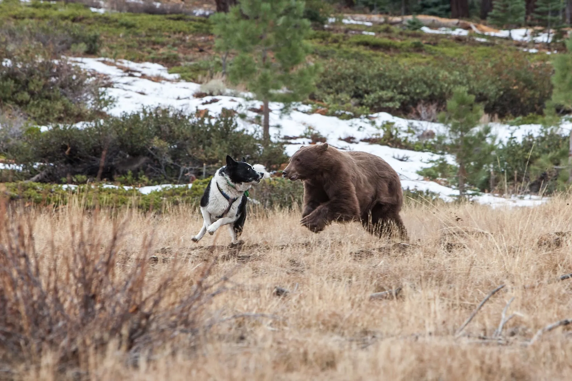 [Titre du site] Le Nevada utilise des chiens spécialement dressés pour garder les ours noirs sauvages