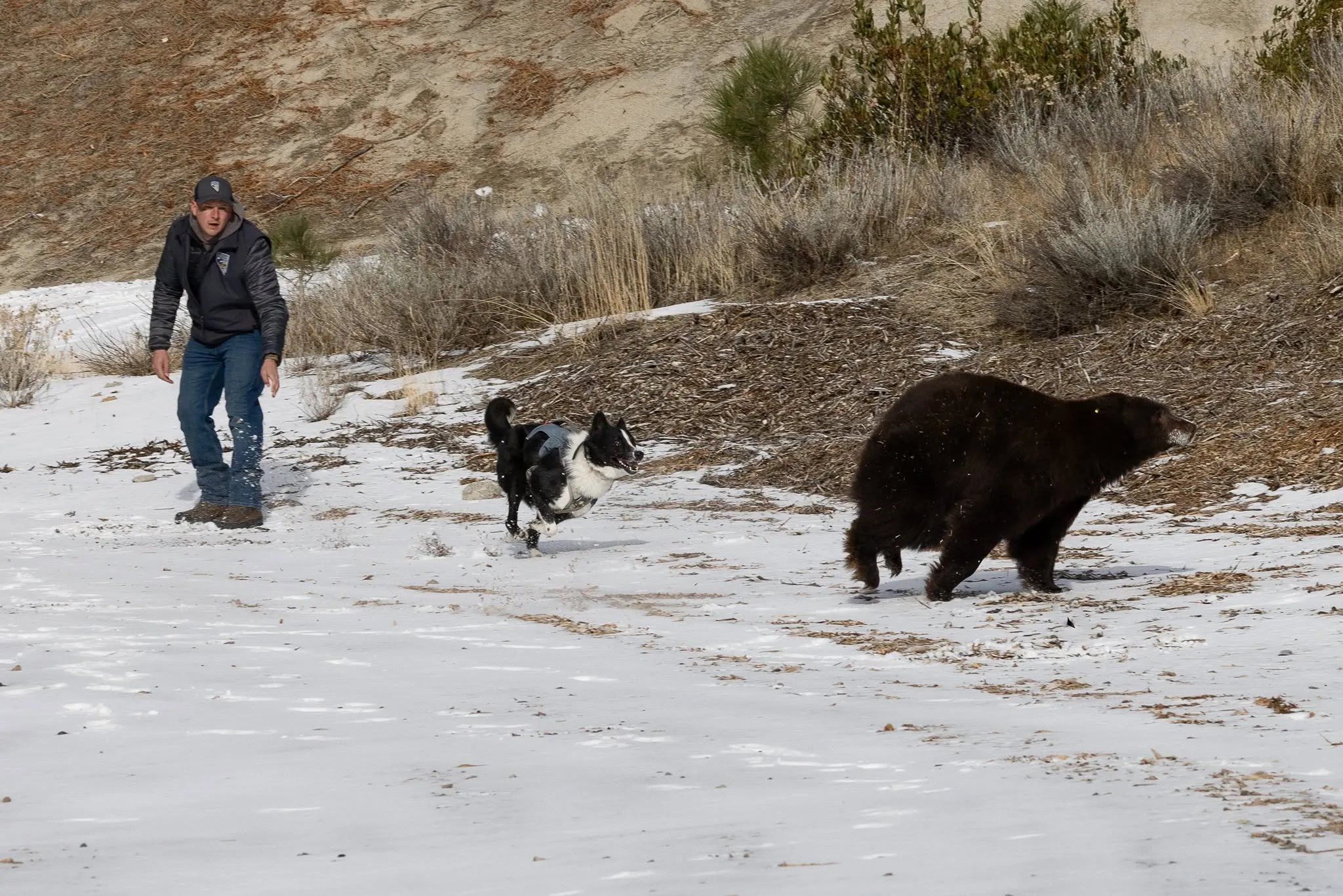 [Titre du site] Le Nevada utilise des chiens spécialement dressés pour garder les ours noirs sauvages