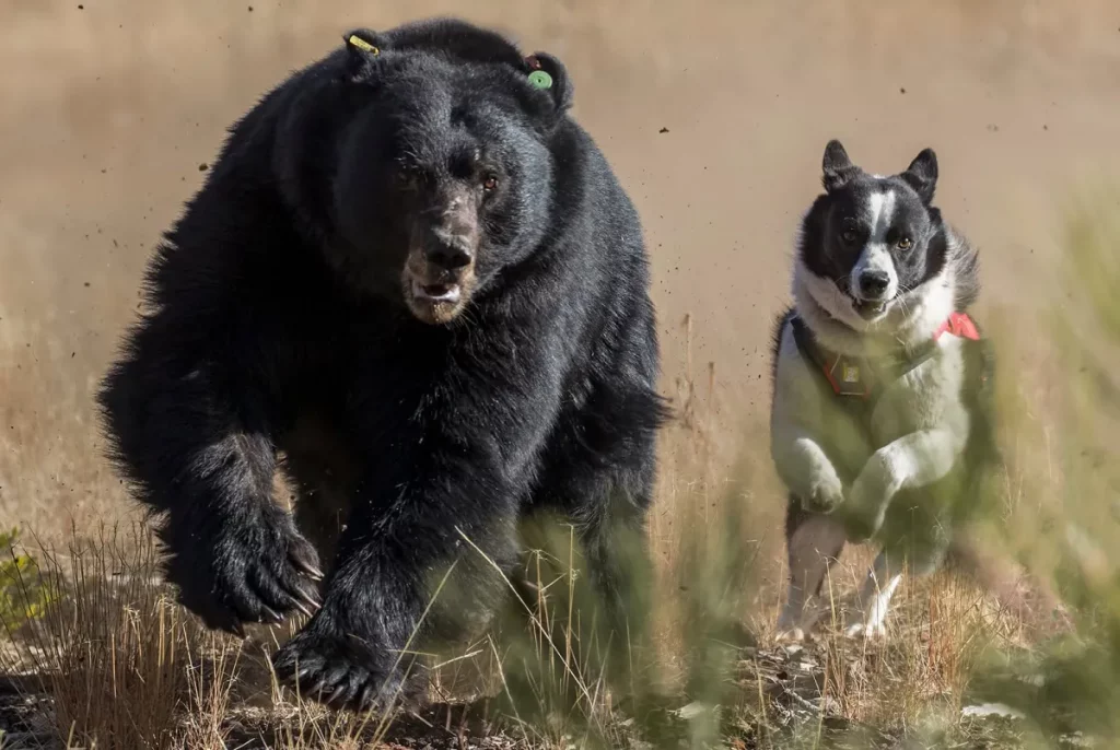 Le Nevada utilise des chiens spécialement dressés pour garder les ours noirs sauvages